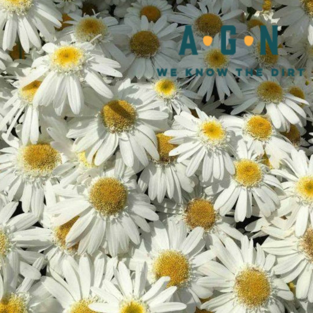 Sweet Daisy Birdy Shasta Daisy