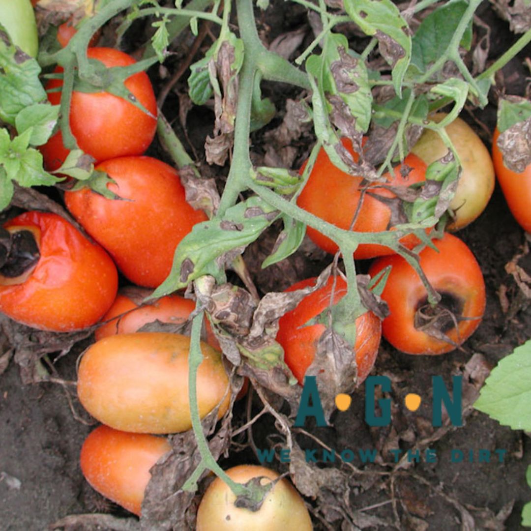 Bonide Rot Stop RTU Spray