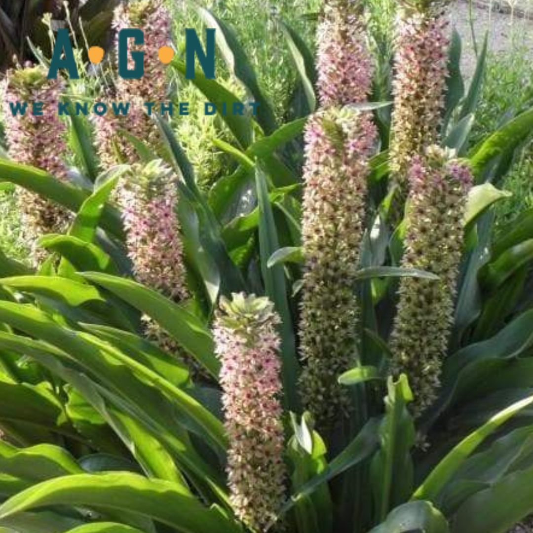 Pineapple Lily Tugela Gem