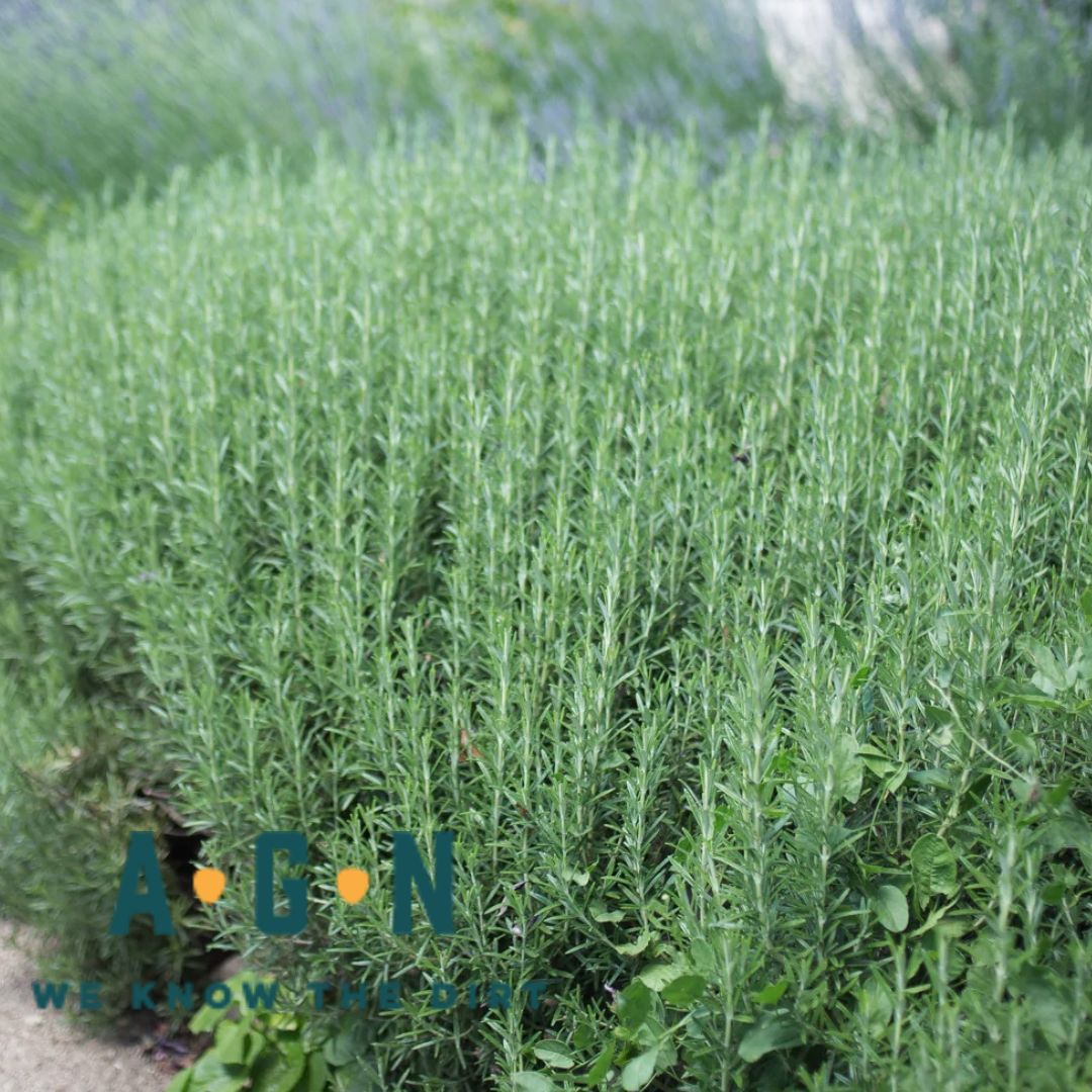 Blue Tuscany Rosemary