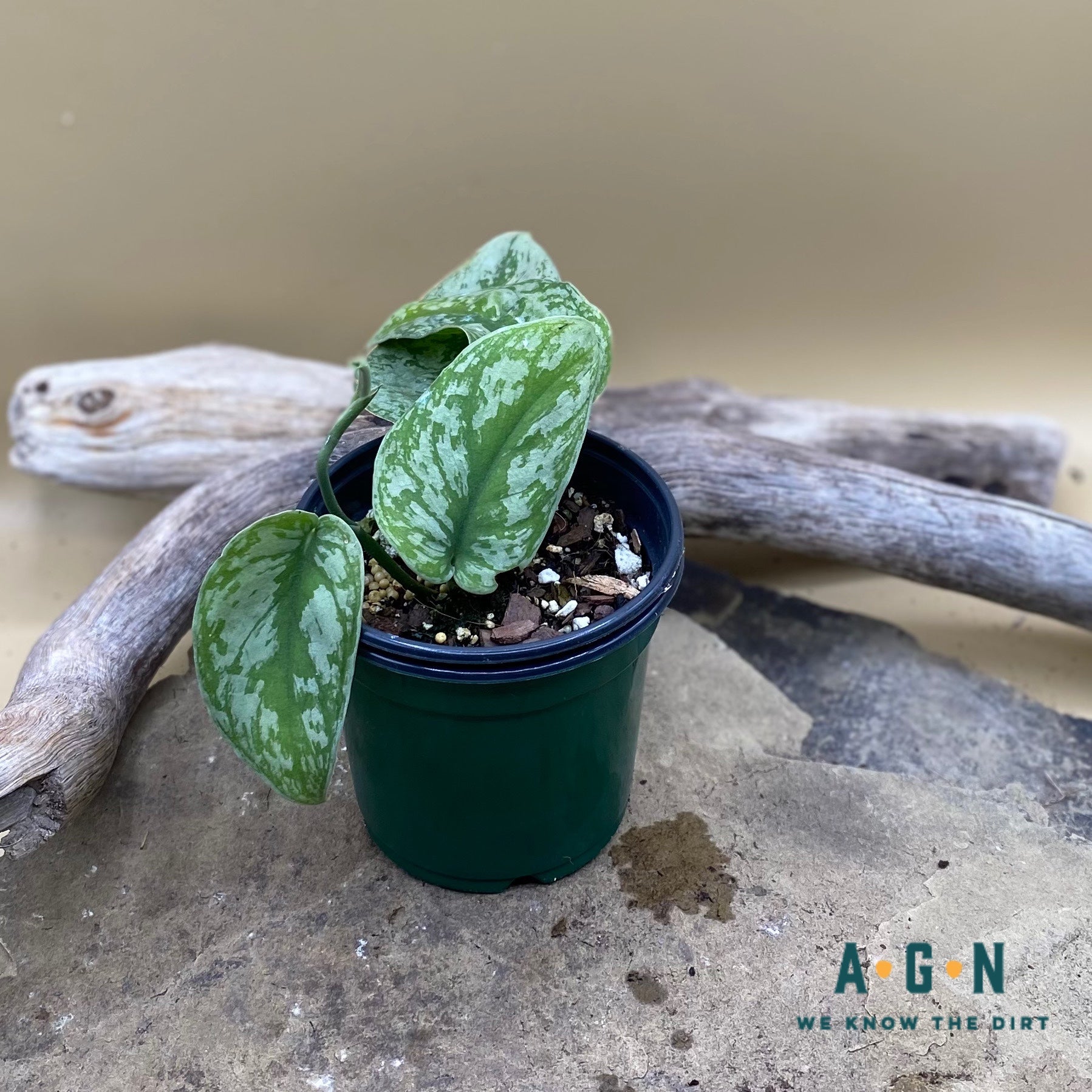Exotica Scindapsus Philodendron