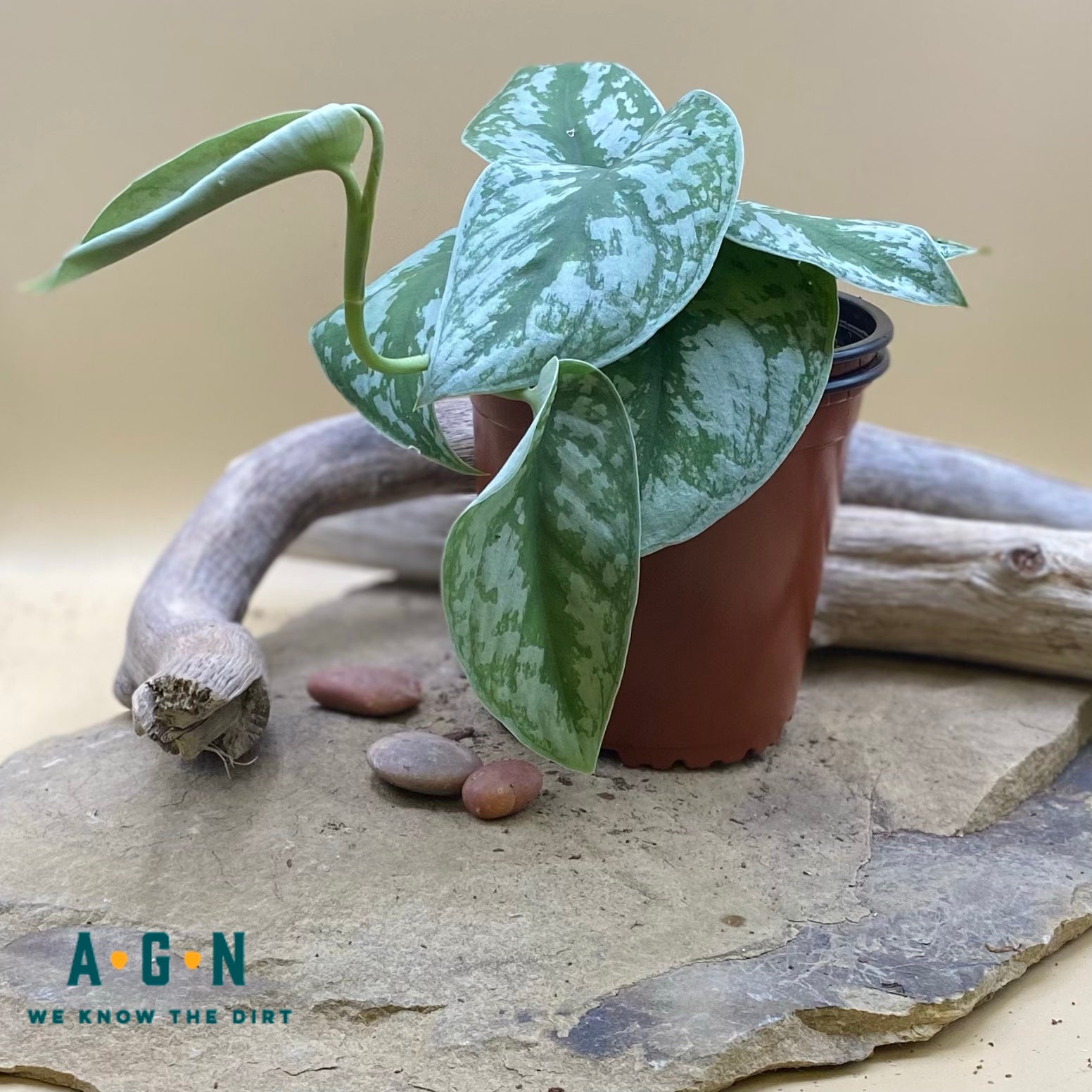 Exotica Scindapsus Philodendron