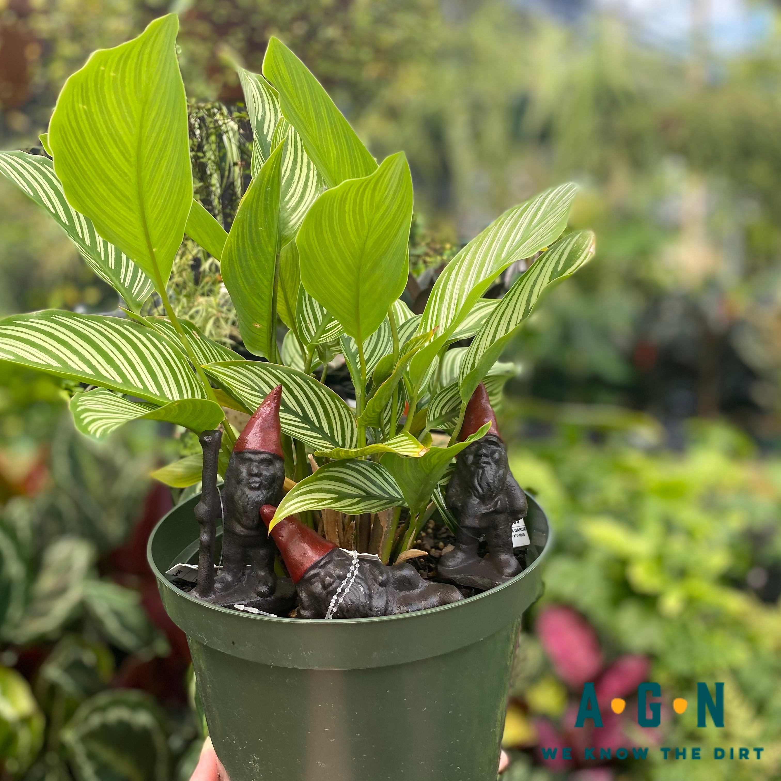 Plant Stake Gnome w/ Red Hat