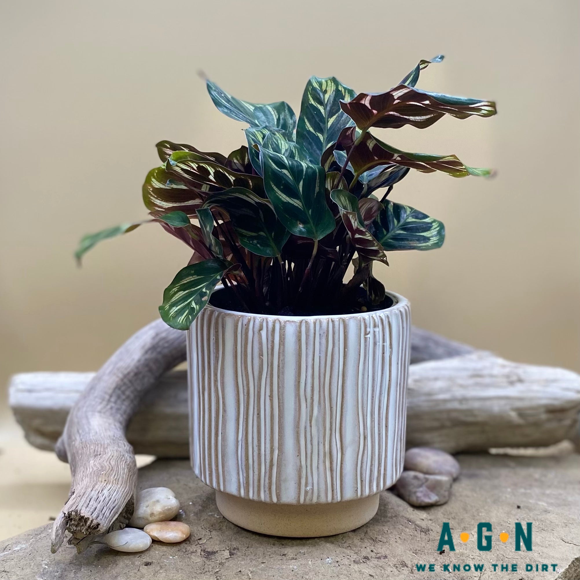 Ramos Vertical Stripe Cachepot 4in