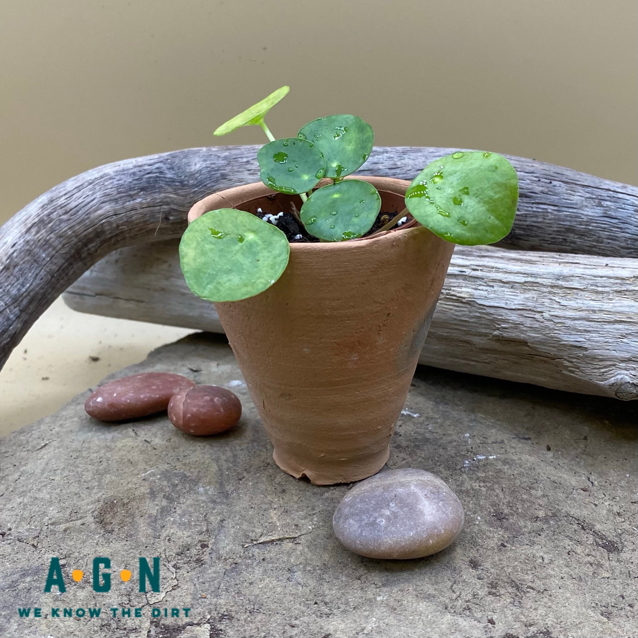 Rustic Terra Cotta Pots, 2in