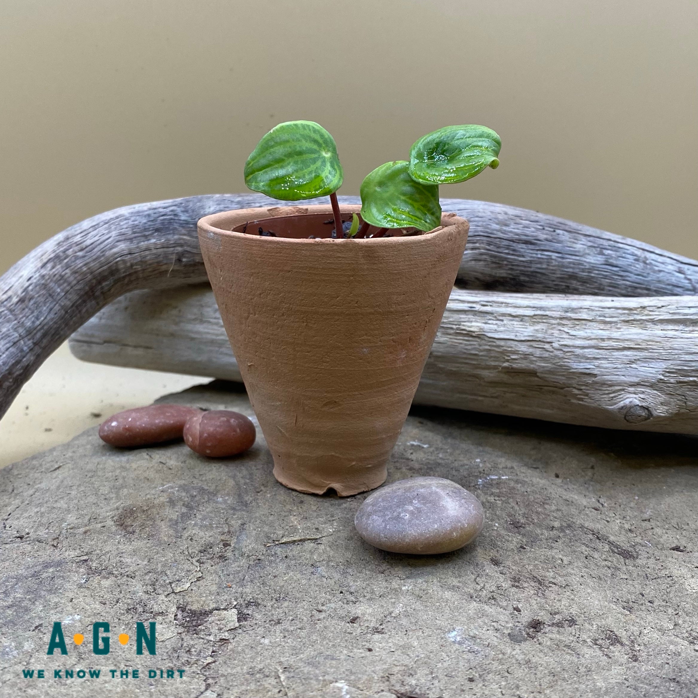 Rustic Terra Cotta Pots, 2in