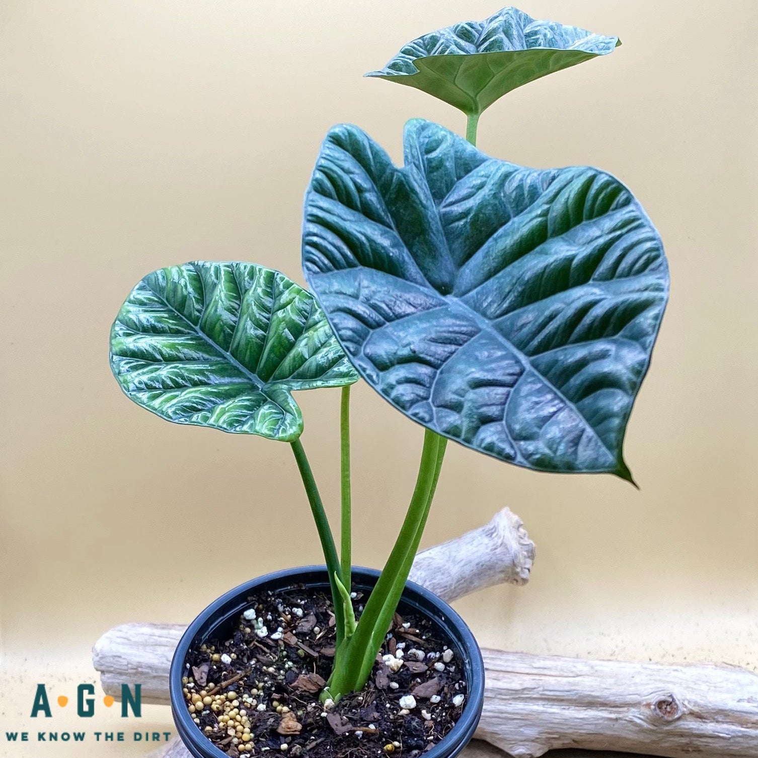 Quilted Dreams Alocasia