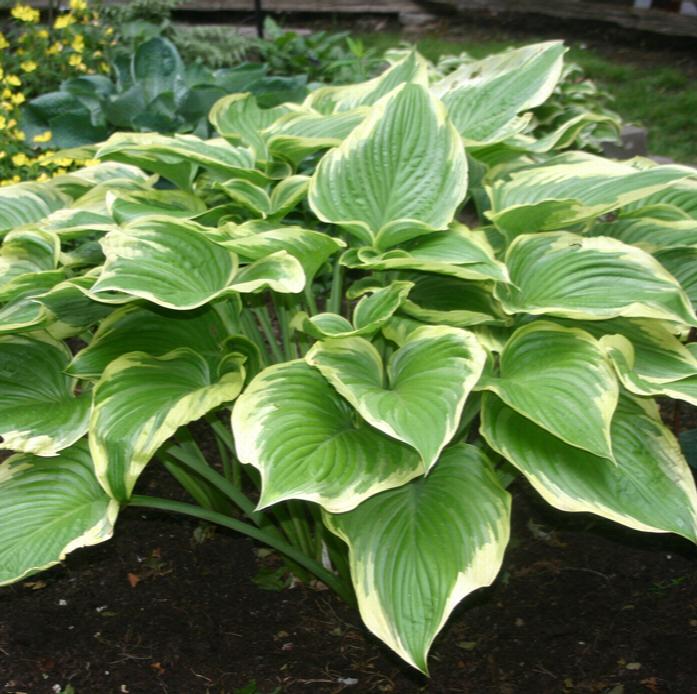 Victory Hosta