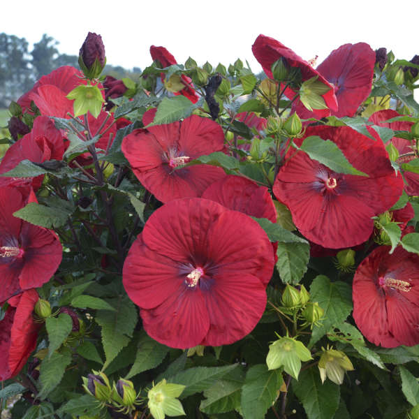 Vintage Wine Hardy Hibiscus (Rose Mallow)