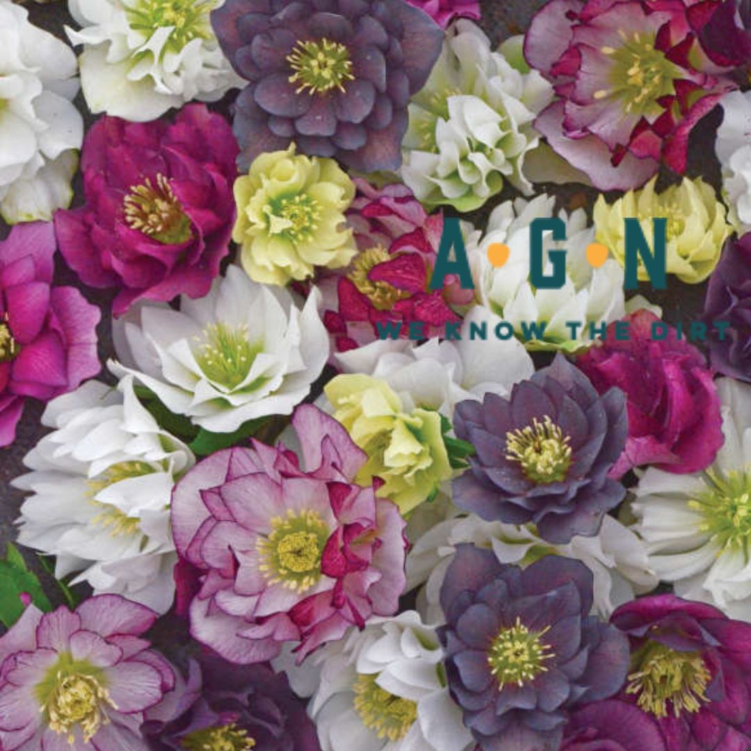Helleborus (Lenten Rose), Wedding Party Mix