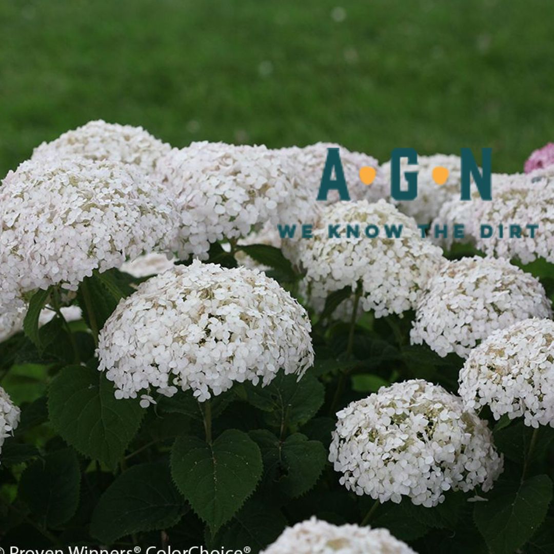 Invincibelle Wee White Hydrangea