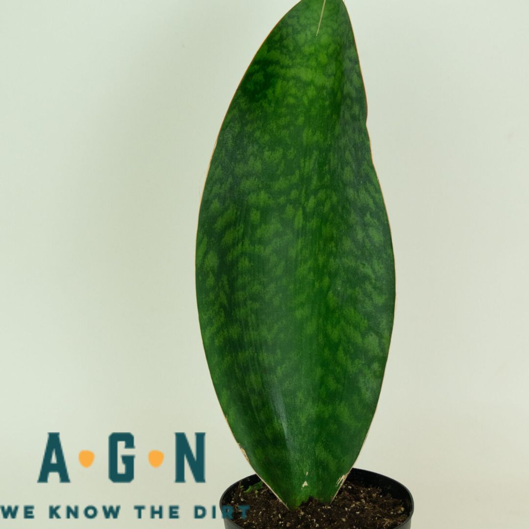 Assorted Sansevieria (Snake Plant)