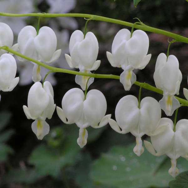 White (alba) Bleeding Heart
