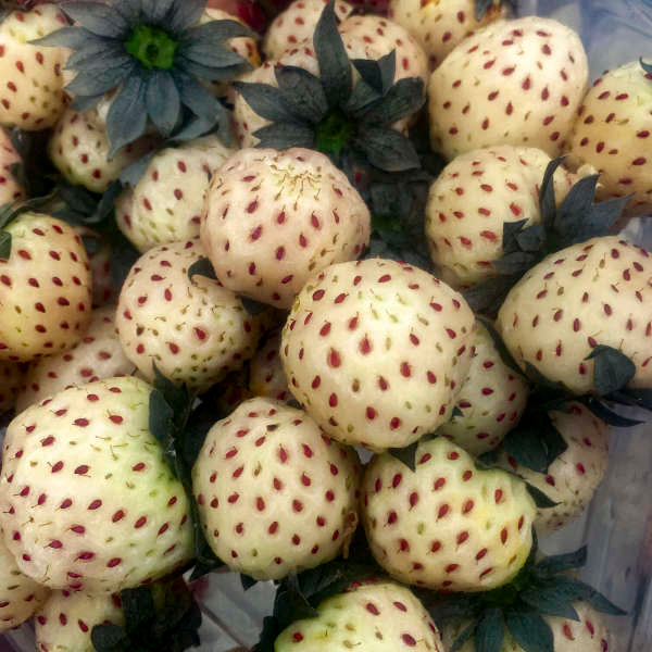 White Carolina (Pineberry) Strawberries