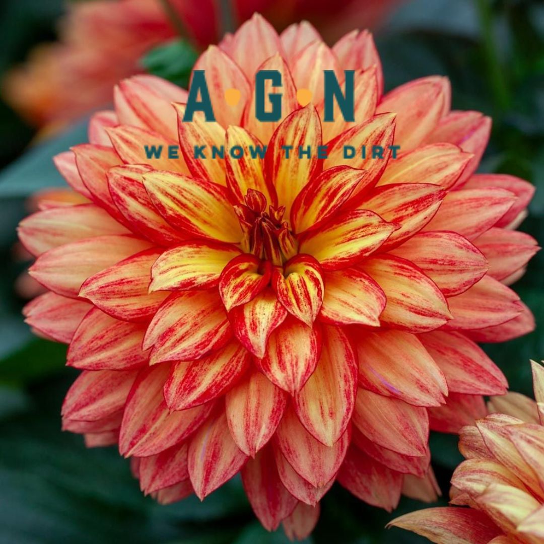 XXL Tabasco Dahlia
