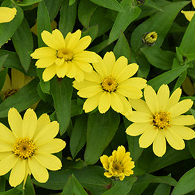 Zahara Yellow Zinnia