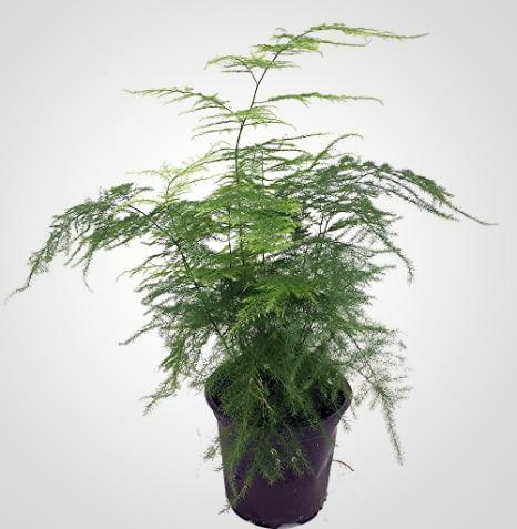 Asparagus Fern (Plumosus) - America's Gardens Nursery