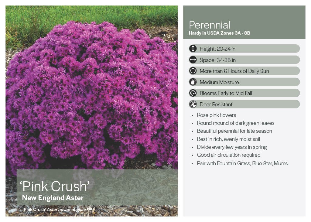 Aster - America's Gardens Nursery
