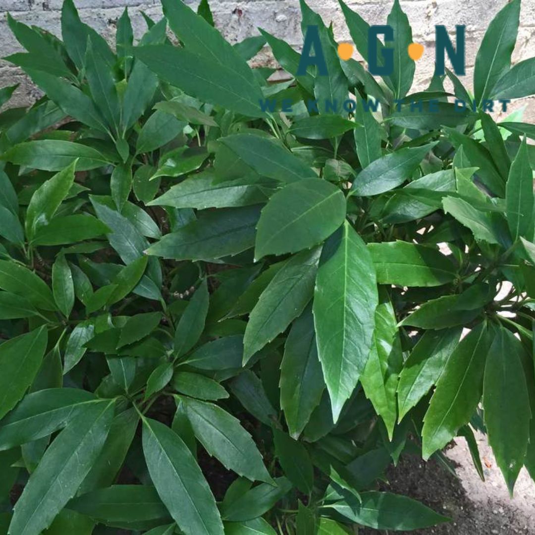 Aucuba Dwarf Green - America's Gardens Nursery