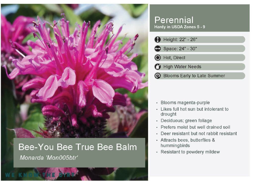 "Bee You" Bee - True Bee Balm - America's Gardens Nursery