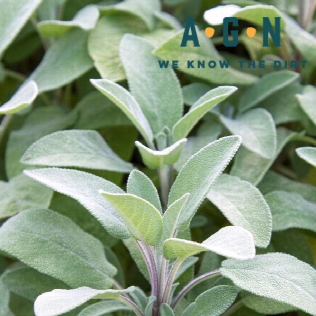 Berggarten Sage - America's Gardens Nursery