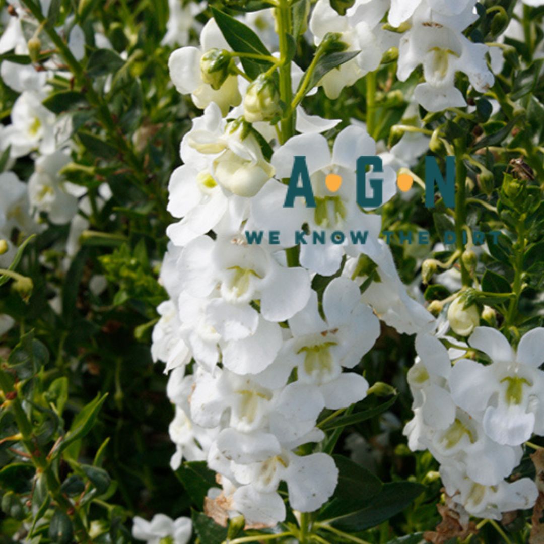 Big Snow Alonia Angelonia - America's Gardens Nursery