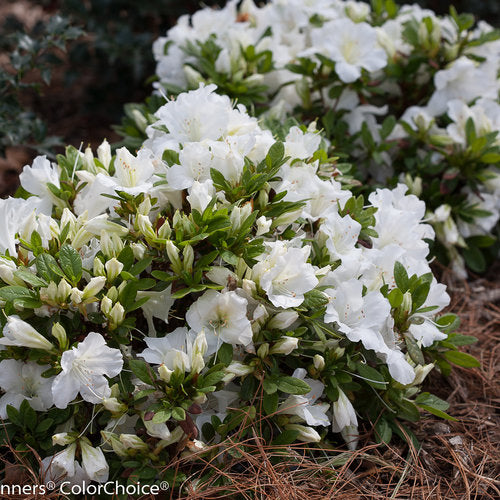 White Bloom-A-Thon Reblooming Azalea