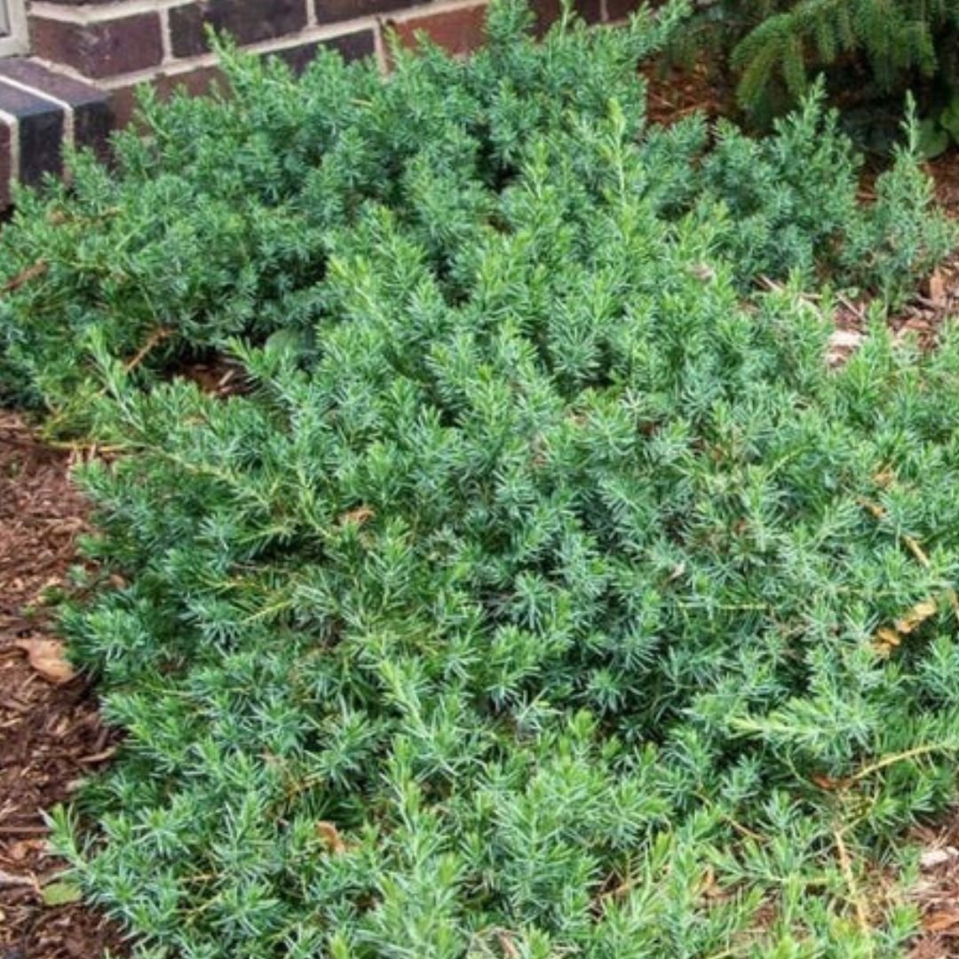 Blue Pacific Juniper - America's Gardens Nursery
