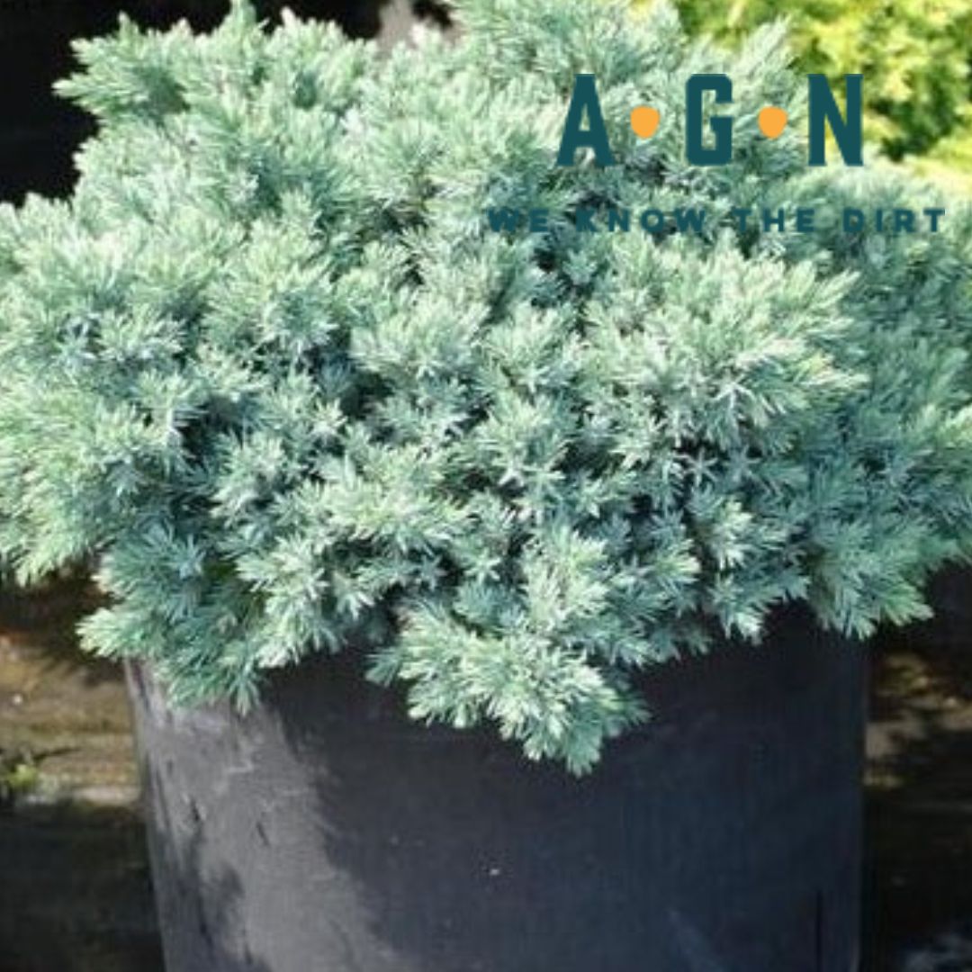 Blue Star Juniper - America's Gardens Nursery