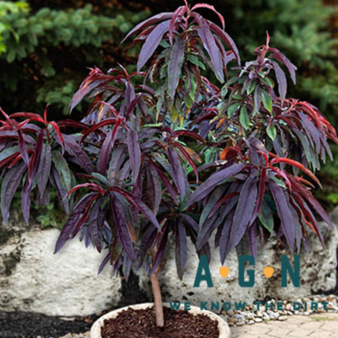 Bonfire Patio Peach Tree - America's Gardens Nursery