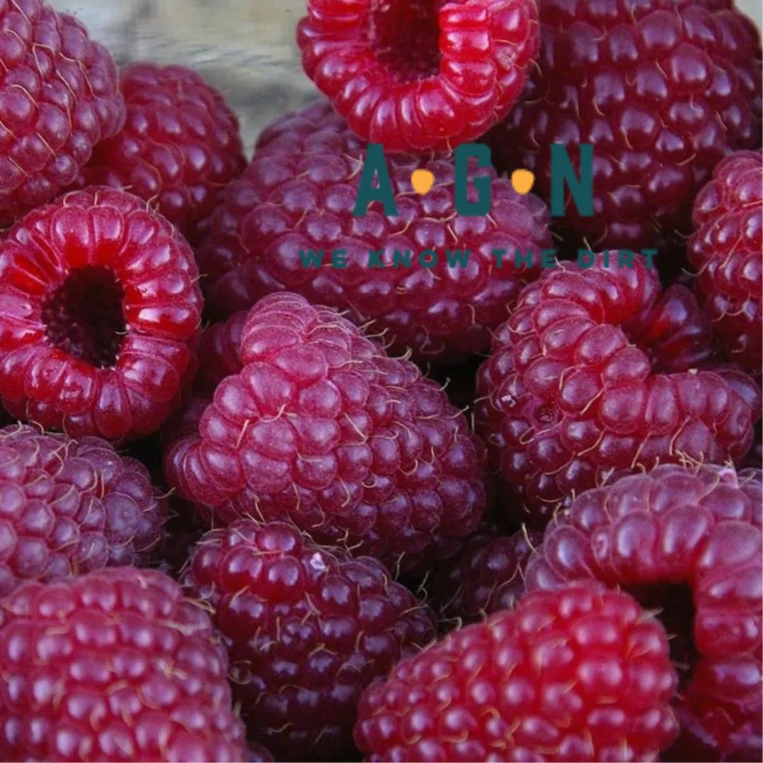 Brandywine Purple Raspberry - America's Gardens Nursery