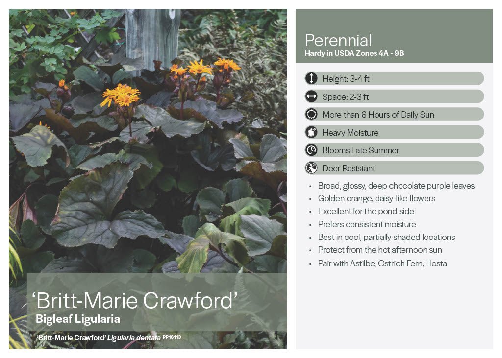 Britt Marie Crawford Ligularia - America's Gardens Nursery