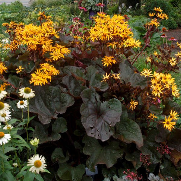 Britt Marie Crawford Ligularia - America's Gardens Nursery