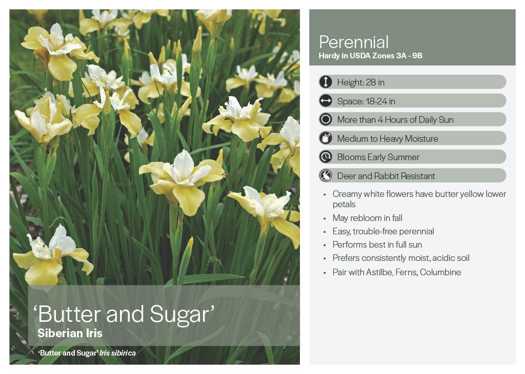 Butter & Sugar Iris - America's Gardens Nursery