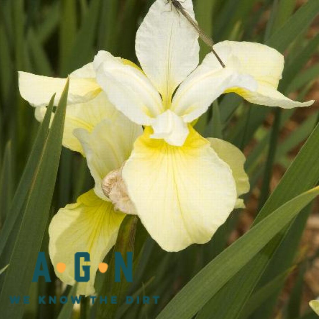 Butter & Sugar Iris - America's Gardens Nursery