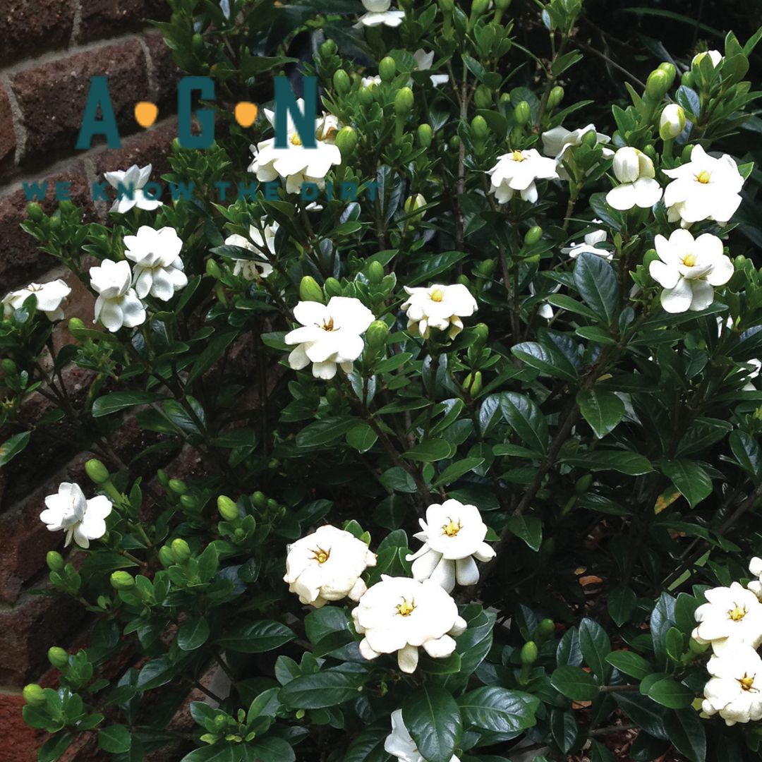 Buttons Gardenia - America's Gardens Nursery