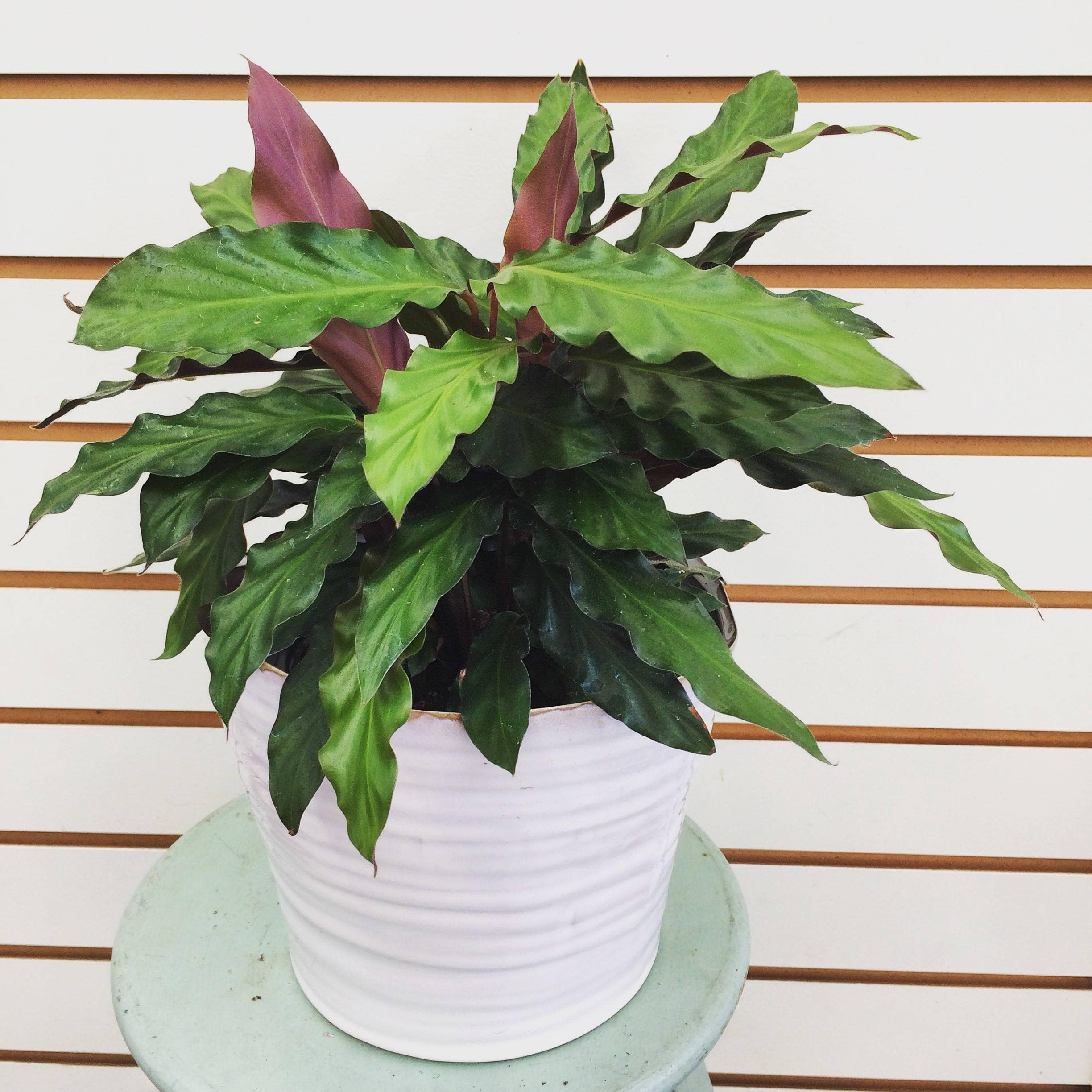 Calathea Rufibarba