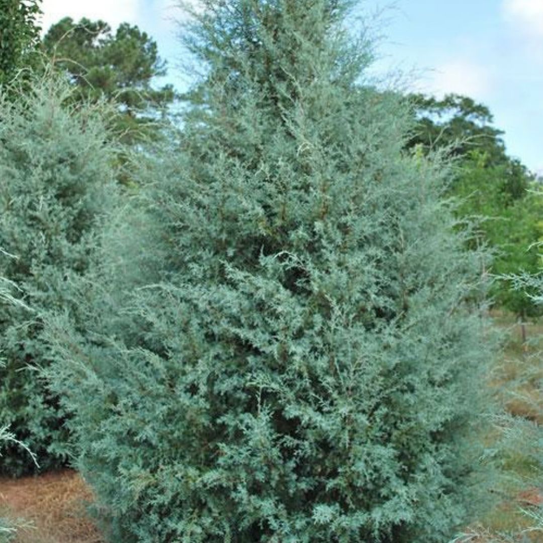 Carolina Sapphire Cypress - America's Gardens Nursery
