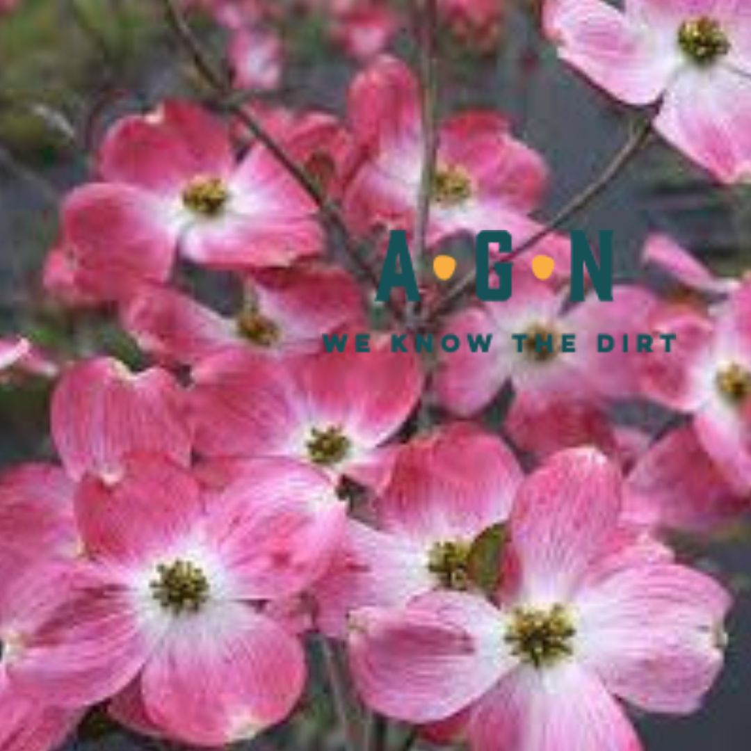 Cherokee Brave Dogwood Tree - America's Gardens Nursery