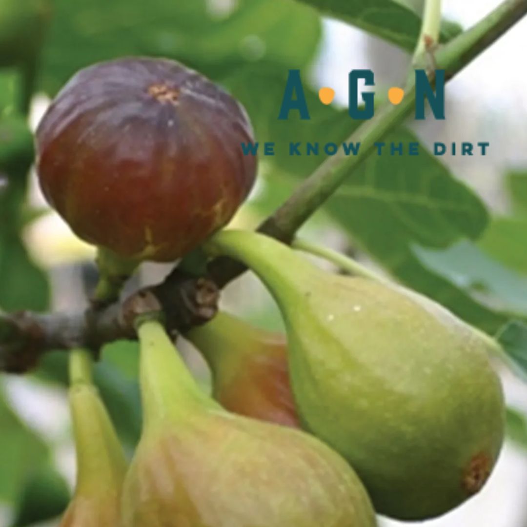 Chicago Hardy Fig - America's Gardens Nursery