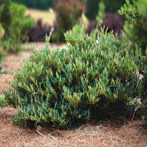 Cinnamon Girl Dystilium