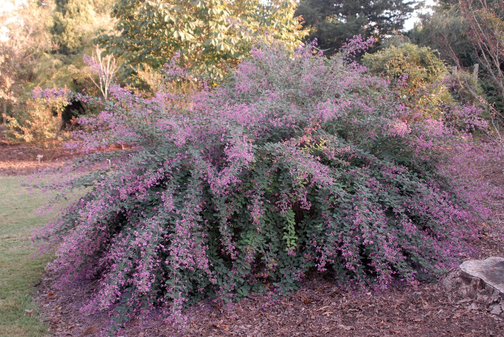 Clover Little Volcano