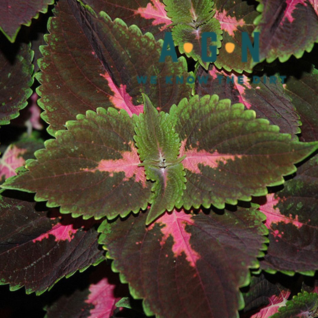 Coleus Assorted - America's Gardens Nursery