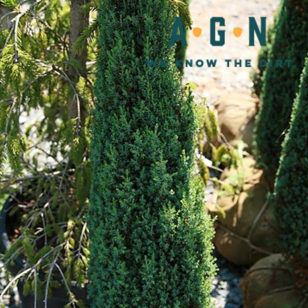 Compressa Juniper - America's Gardens Nursery