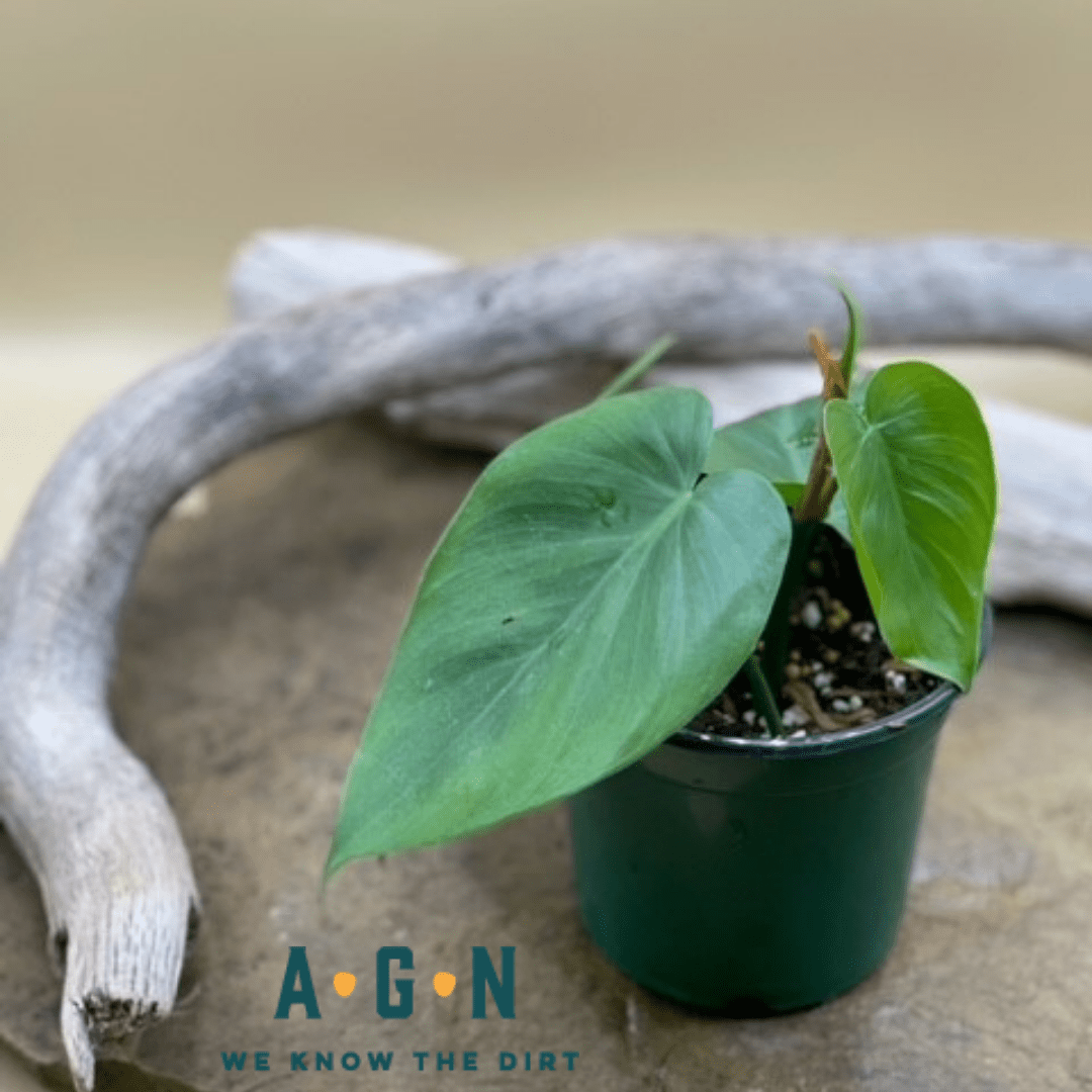 Cordatum (Heart Leaf) Philodendron - America's Gardens Nursery