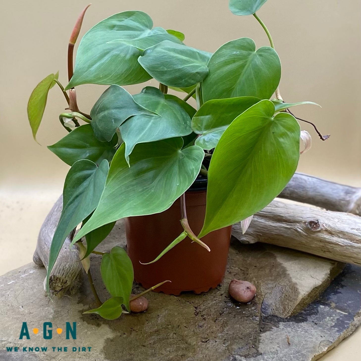 Cordatum (Heart Leaf) Philodendron - America's Gardens Nursery