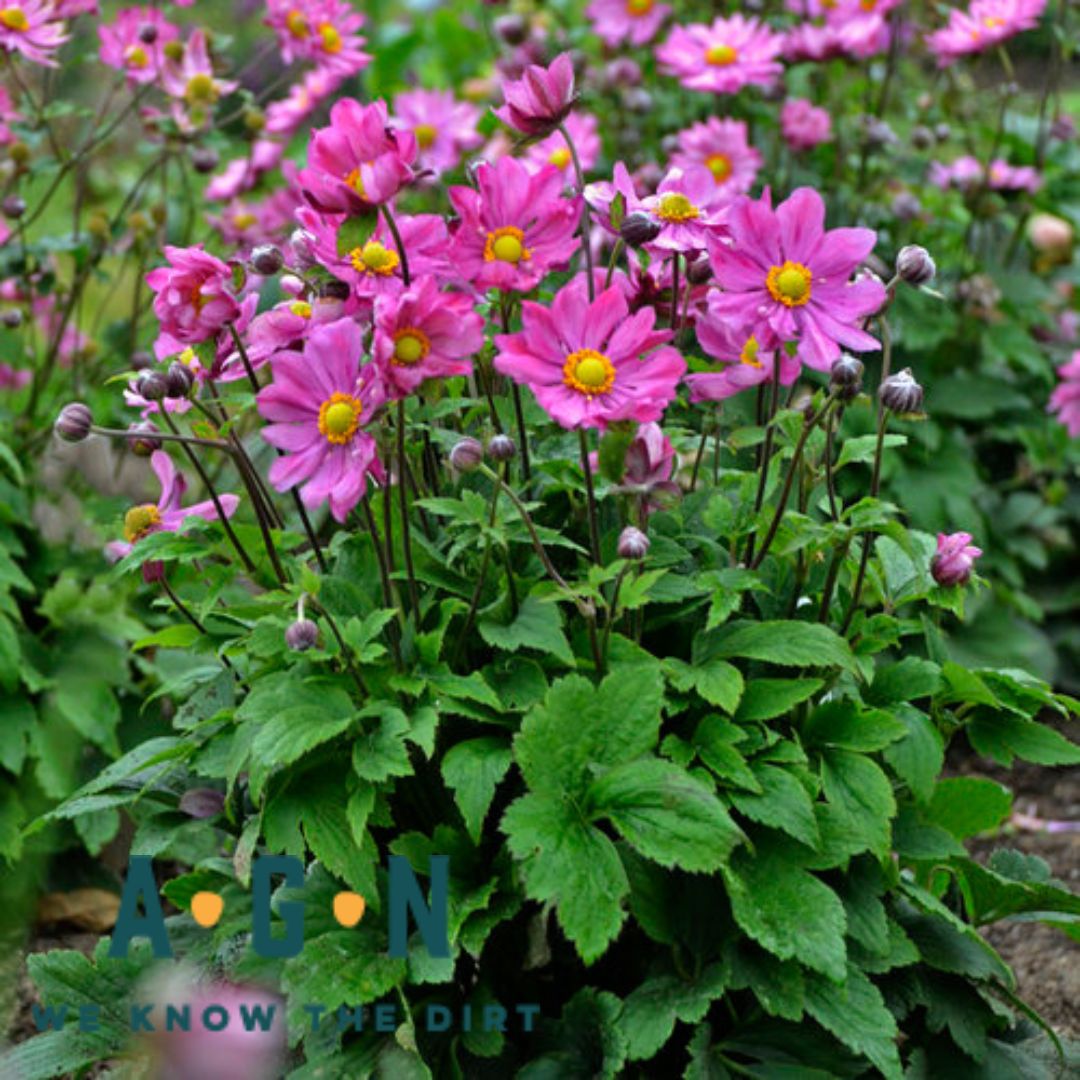 Curtain Call Deep Rose Anemone - America's Gardens Nursery