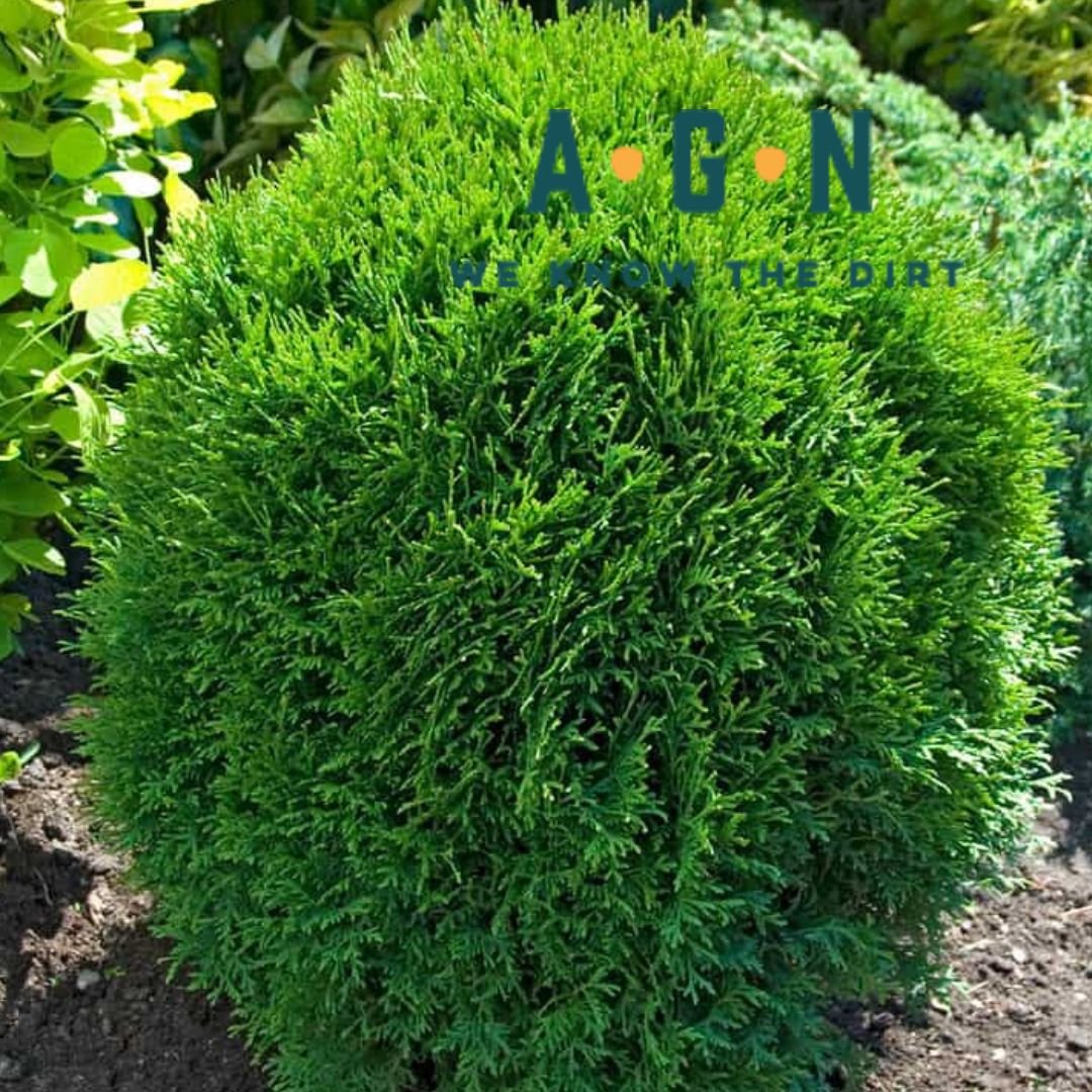 Danica Arborvitae - America's Gardens Nursery