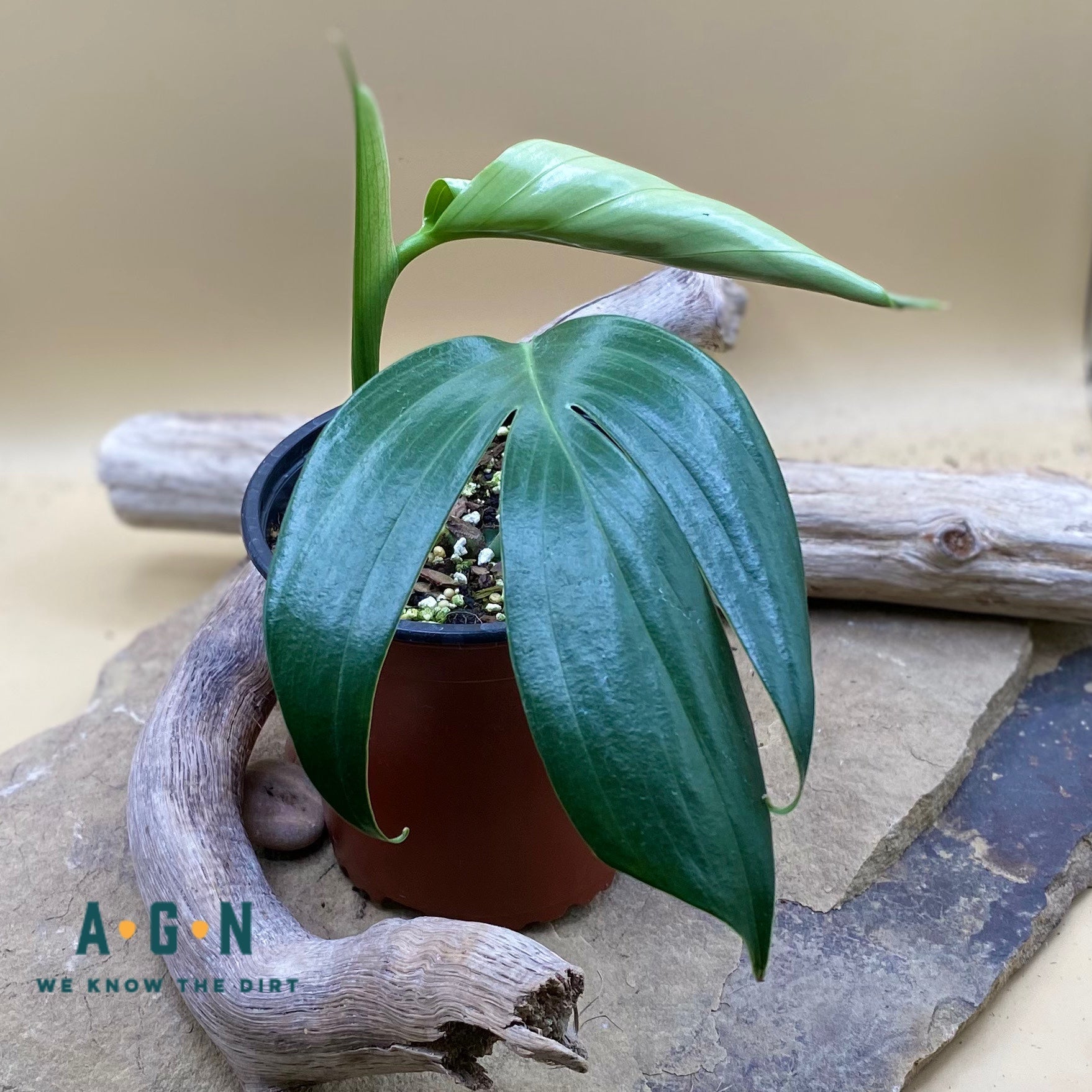 Decursiva Philodendron - America's Gardens Nursery