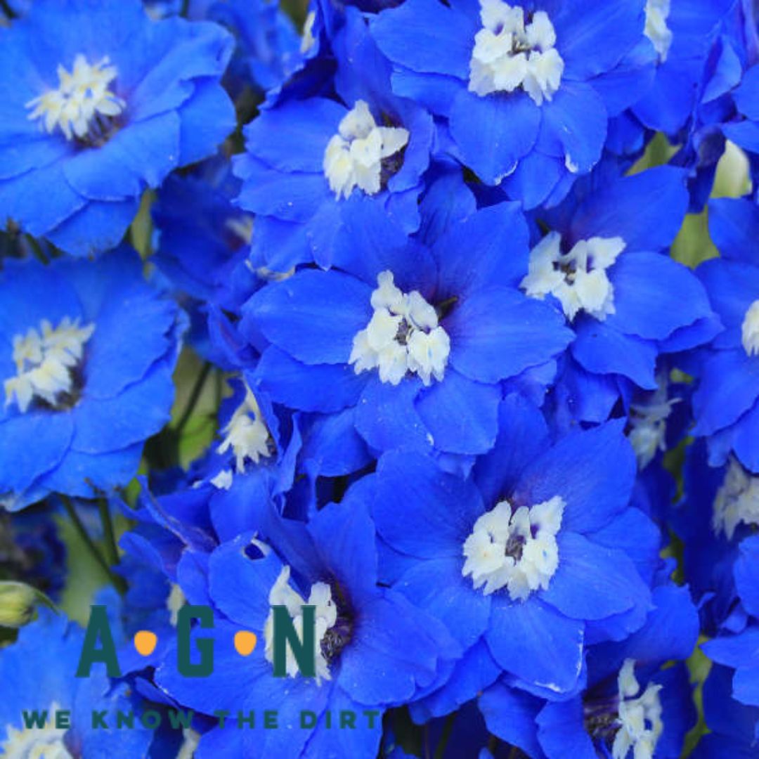 Delphina Dark Blue White Bee Delphinium - America's Gardens Nursery